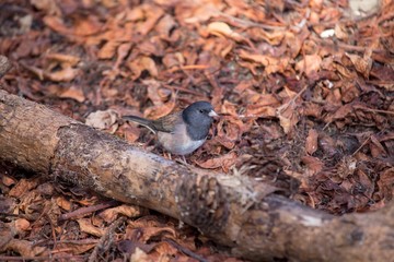 Dark-Eyed Junco (Junco hyemalis)