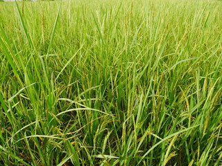 Obraz premium green field background,rice farm organic