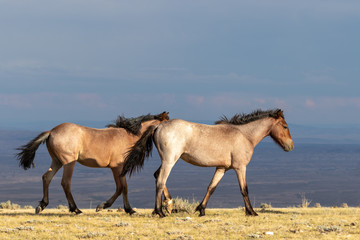 Pair of Wild horses
