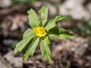 Anemone ranunculoides blooming in the spring forest
