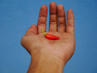 Red pepper on hand,fresh chili paper blue background