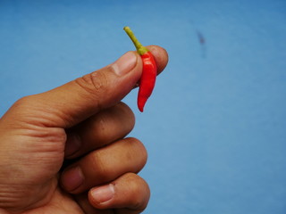 Red pepper on hand,fresh chili paper blue background