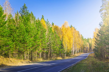 Fototapeta premium Road, highway in autumn forest