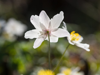 Obraz na płótnie Canvas Anemone nemorosa - spring flower blooming in the forest