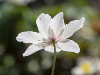 Anemone nemorosa - spring flower blooming in the forest