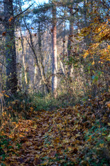 bright yellow colored birch tree leaves and branches in autumn