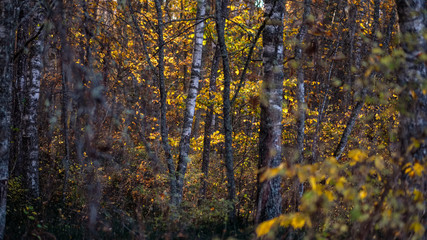 bright yellow colored birch tree leaves and branches in autumn