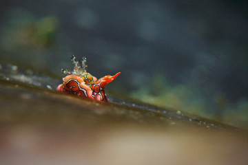 Psychedelic Batwing Slug, Psychedelische Fledermausschnecke (Sagaminopteron psychedelicum) © scubaluna