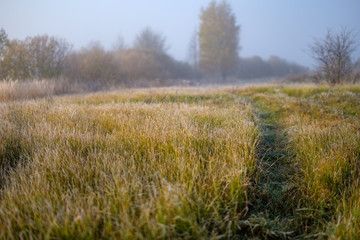 lonely autumn trees hiding in mist