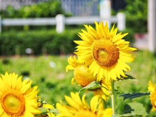 Sunflower in farm