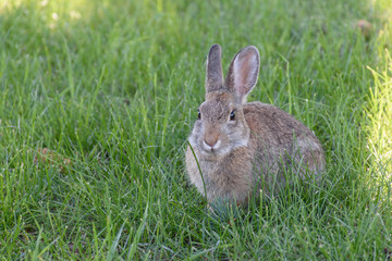 cute rabbit on the grass