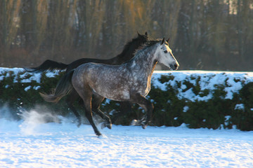 two horses gallop through the snow in winter