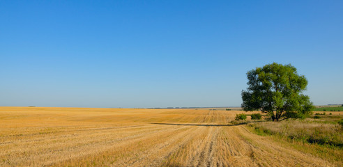 Fototapeta premium Sunny summer landscape with empty rural field after harvesting and lone tree.