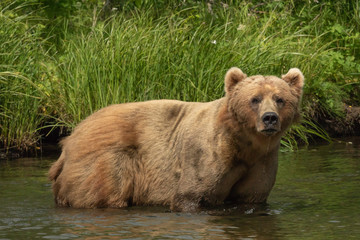Obraz na płótnie Canvas handsome kodiak bear