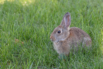  wid rabbit in the grass