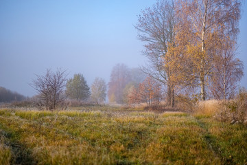 lonely autumn trees hiding in mist