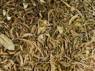 green leaves background