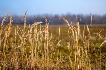 grass bents in autumn mist at countryside
