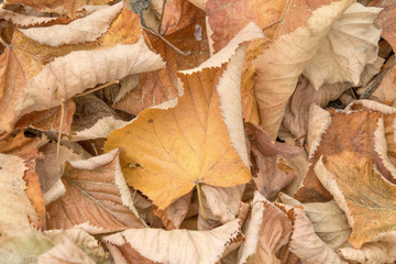 Foglie secche d'autunno