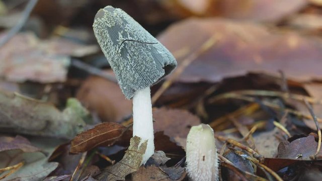 Hare'sfoot Inkcap fungi, Coprinopsis lagopus