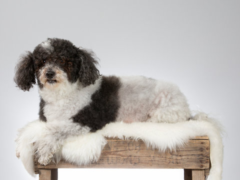 Curly haired dog portrait. Image taken in a studio with white background.