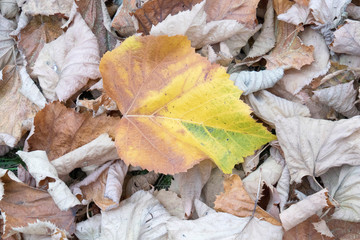 Foglie secche d'autunno