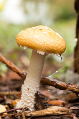Single Fungi in Forest