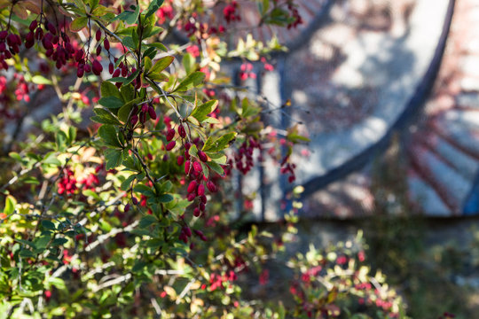 barberry in Chornobyl Zone