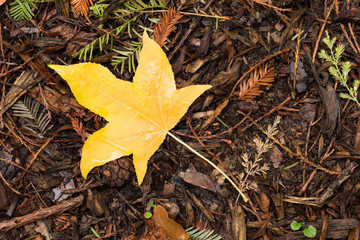 Yellow Leaf on Forest Ground