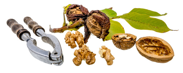 Walnuts and nutcracker with fresh walnuts on the branch and green leaves, isolated on white