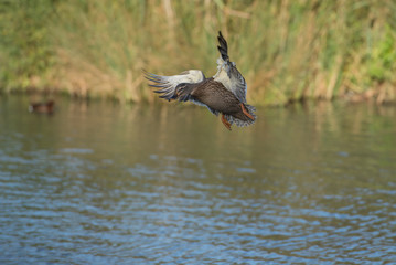 Female Mallard duck about to land in lake wings in the up position