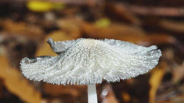 Hare'sfoot Inkcap fungi, Coprinopsis lagopus