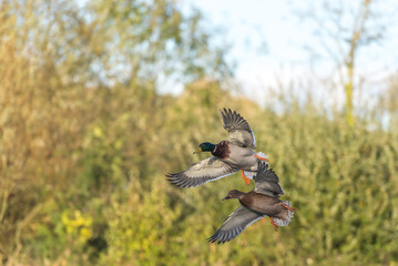Mallard duck coming into land.