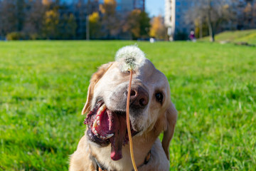  The dog eats dandelions and grass, vitamin deficiency, balanced diet . Labrador. Sunstroke, health of pets in the summer.  Dogs play with his owner, harmonious relationship, сorrection of behavior