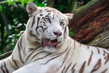 A closeup photo of a white tiger or bengal tiger while staring showing interest on someone