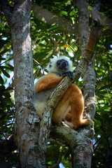 Lemurs on Madagascar, Africa