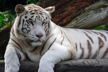 A closeup photo of a white tiger or bengal tiger while staring showing interest on someone