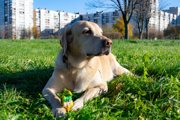 Sunstroke, health of pets in the summer. Labrador. Dogs play with his owner, dogs play with ball...