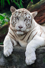 Fototapeta na wymiar A closeup photo of a white tiger or bengal tiger while staring showing interest on someone