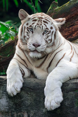 A closeup photo of a white tiger or bengal tiger while staring showing interest on someone