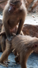 A couple of hamadryas baboon while making out. Mating of baboons in a zoo.