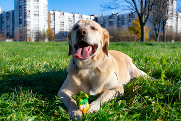 Sunstroke, health of pets in the summer. Labrador. Dogs play with his owner, dogs play with ball and ring,  dog catches on the fly, bite,gnaw and barking. How to protect your dog from overheating.