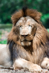 A blurry closeup shot of a muscular, deep-chested male lion while resting in a forest