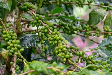 Green coffee beans background