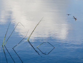 Fototapeta premium A Pair of Halloween Pennant Dragonflies