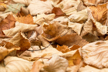 Foglie secche d'autunno