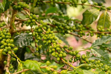 Fototapeta na wymiar Green coffee beans background