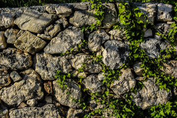 stone circled by plants
