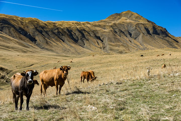 Landscape with cows near the summit of Mount Grammos in Greece