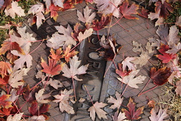 autumn leaves on the ground